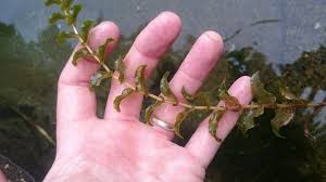 Attēlu rezultāti vaicājumam “Potamogeton perfoliatus flower”