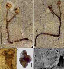 Attēlu rezultāti vaicājumam “Cephalozia bicuspidata sporophyte”