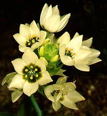 Attēlu rezultāti vaicājumam “Ornithogalum umbellatum flower”