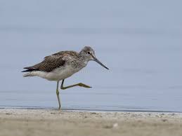 Attēlu rezultāti vaicājumam “Tringa nebularia adult”