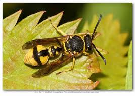 Attēlu rezultāti vaicājumam “Eumenes sp.”