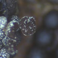 Attēlu rezultāti vaicājumam “Physarum confertum macro”