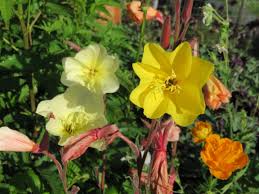 Image result for Oenothera odorata