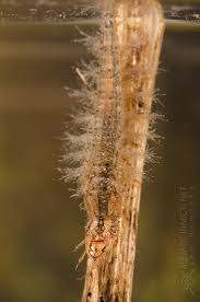 Attēlu rezultāti vaicājumam “Hydrochara caraboides”