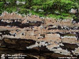 Attēlu rezultāti vaicājumam “Hydnocristella himantia”
