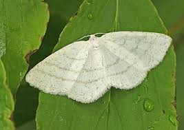 Attēlu rezultāti vaicājumam “Cabera pusaria”