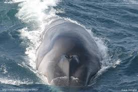 Image result for Balaenoptera physalus
