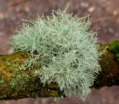 Attēlu rezultāti vaicājumam “Usnea subfloridana”