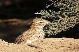 Image result for Calandrella rufescens