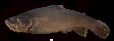 Image result for Salmo pellegrini