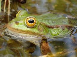 Attēlu rezultāti vaicājumam “Pelophylax juvenile”