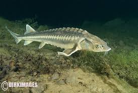 Image result for Acipenser