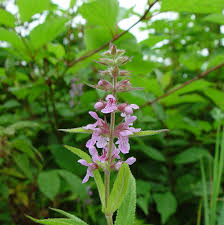 Attēlu rezultāti vaicājumam “Stachys palustris flower”