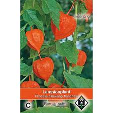 Attēlu rezultāti vaicājumam “Physalis alkekengi flower”