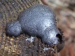 Attēlu rezultāti vaicājumam “Amaurochaete atra”