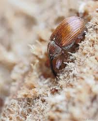 Attēlu rezultāti vaicājumam “Anthonomus phyllocola”