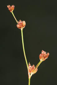 Attēlu rezultāti vaicājumam “Juncus bulbosus”