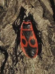 Attēlu rezultāti vaicājumam “Pyrrhocoris apterus”