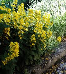 Attēlu rezultāti vaicājumam “Lysimachia punctata flower”