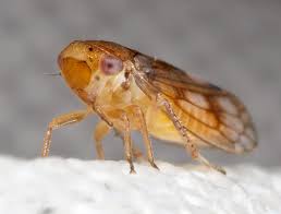 Attēlu rezultāti vaicājumam “Oncopsis sp.”