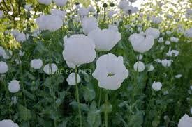 Image result for Papaver somniferum White Cloud