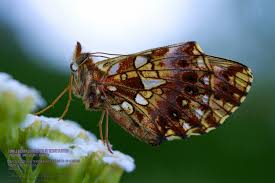 Attēlu rezultāti vaicājumam “Boloria dia upperside”