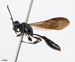 Attēlu rezultāti vaicājumam “Crabronidae”