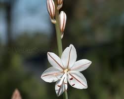 Image result for Asphodelus fistulosus