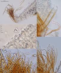 Attēlu rezultāti vaicājumam “Merismodes anomala”