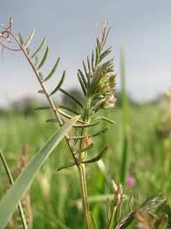 Attēlu rezultāti vaicājumam “Vicia hirsuta fruit”