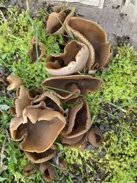 Attēlu rezultāti vaicājumam “Peziza varia”