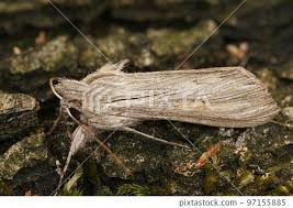 Attēlu rezultāti vaicājumam “Cucullia umbratica”