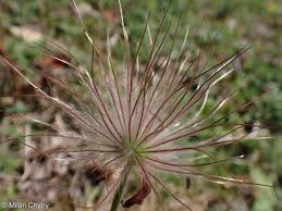 Attēlu rezultāti vaicājumam “Pulsatilla pratensis bud”