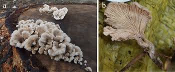 Attēlu rezultāti vaicājumam “Schizophyllum commune”