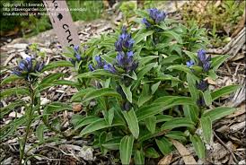 Attēlu rezultāti vaicājumam “Gentiana cruciata bud”