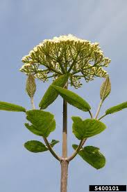 Attēlu rezultāti vaicājumam “Viburnum lantana”