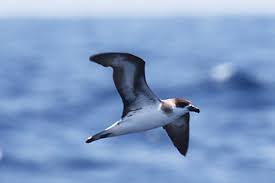 Image result for Pterodroma hasitata