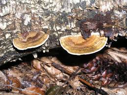 Attēlu rezultāti vaicājumam “Lenzites betulina”