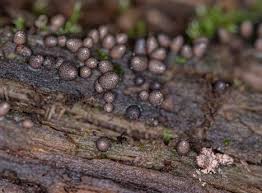 Attēlu rezultāti vaicājumam “Lycogala sphaeroconicum macro”