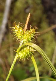 Attēlu rezultāti vaicājumam “Carex flava”