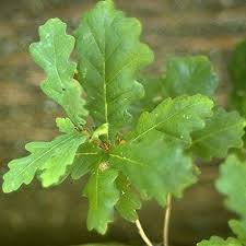 Attēlu rezultāti vaicājumam “Quercus robur Fastigiata leaf”