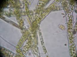 Attēlu rezultāti vaicājumam “Chlorophyta”