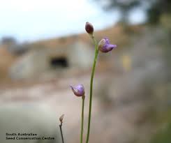 Attēlu rezultāti vaicājumam “Utricularia minor bud”