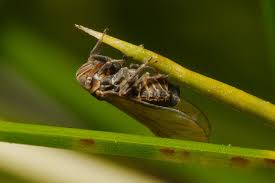 Attēlu rezultāti vaicājumam “Javesella pellucida”