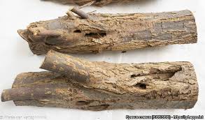 Attēlu rezultāti vaicājumam “Cossus cossus imago”