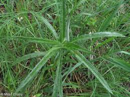 Attēlu rezultāti vaicājumam “Jacobaea paludosa”