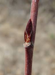 Attēlu rezultāti vaicājumam “Alnus incana fruit”