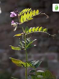 Attēlu rezultāti vaicājumam “Vicia sepium”