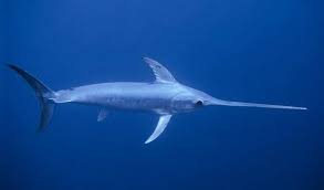 Image result for Xiphias gladius