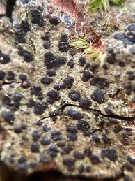 Attēlu rezultāti vaicājumam “Arthonia spadicea”